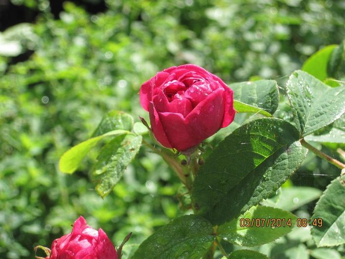 Rosenbilder 003