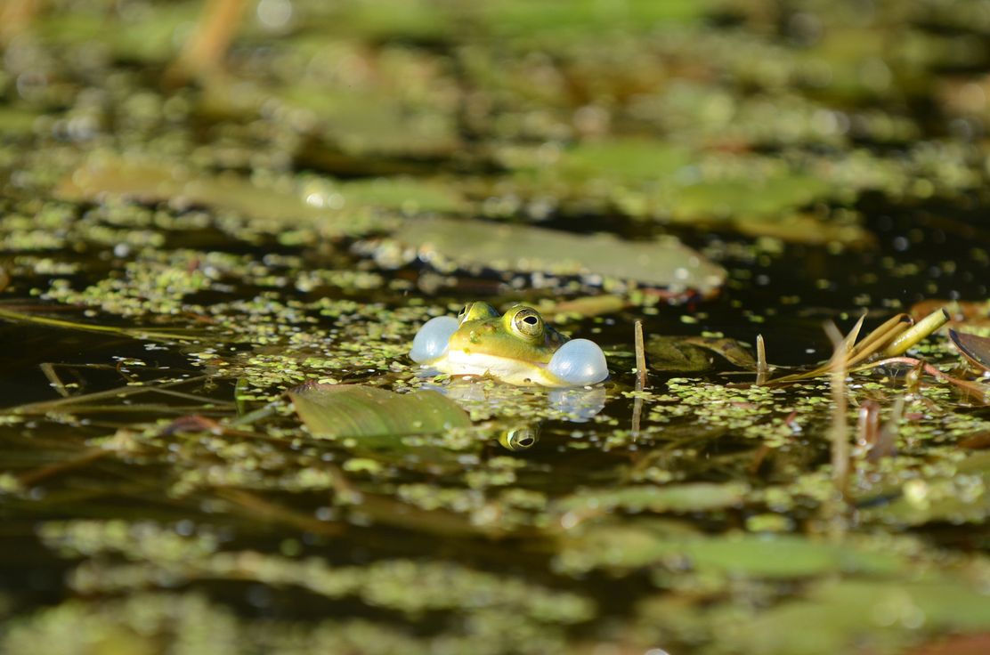 Von Schaufliegern, duftend_ThomasGretler_klein2