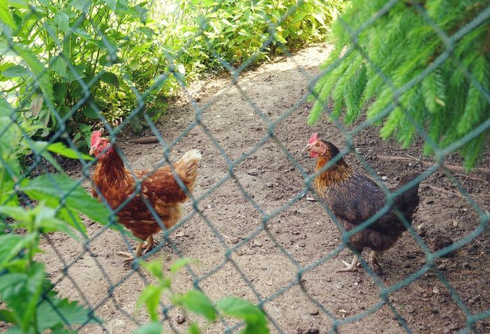 Hühner im Garten