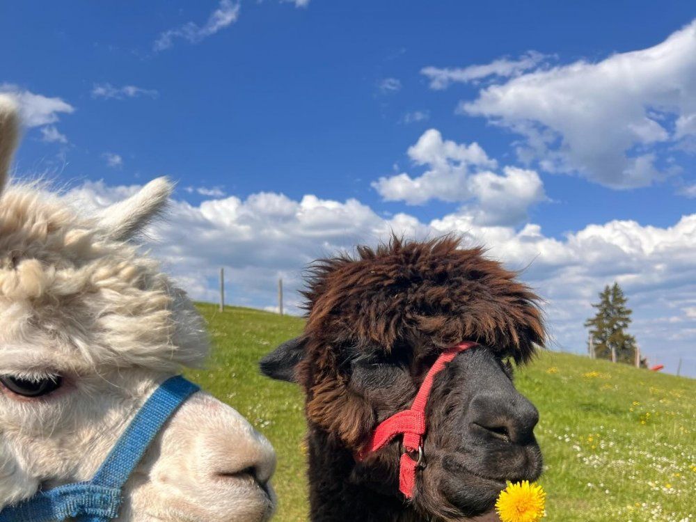 Alpakas