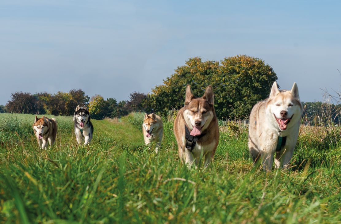 Husky Trekking im Unterallgäu