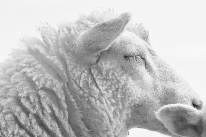 es gibt vereinzelt auch Schafe in Balderschwang