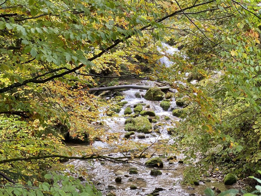 ein Waldspaziergang