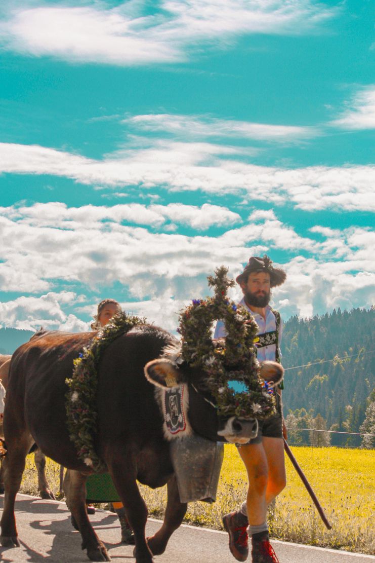 Kranzkuh mit Hirte - Viehscheid in Balderschwang
