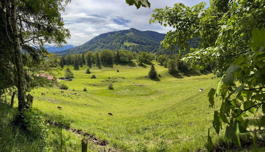 Viehweide auf dem Kalvarienberg