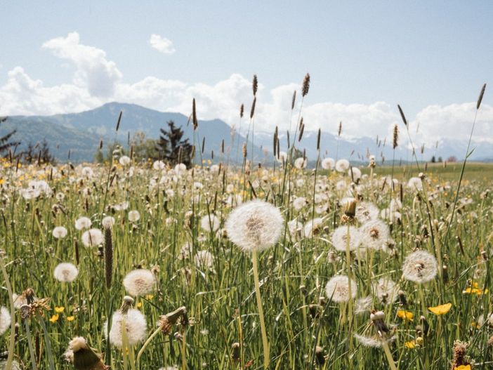 42 Pusteblumen