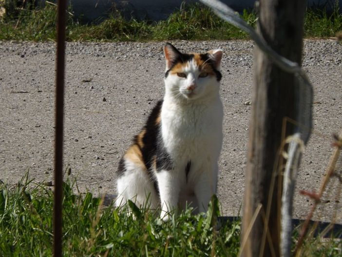Unsere Katze