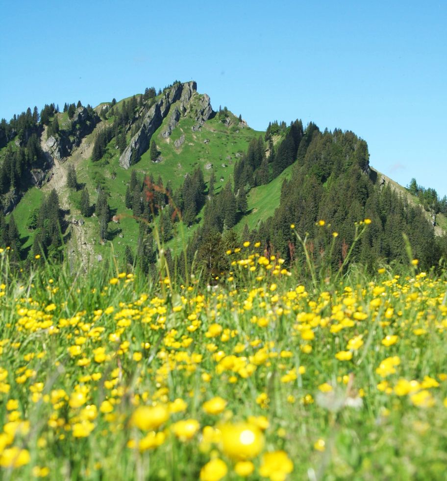 Blick vom Bärenköpfle auf den Steineberg