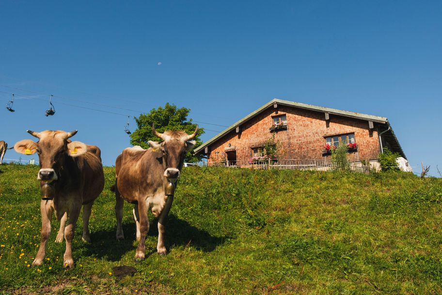 Kühe vor Alpe Mittag ©Tourist Information Immenstadt, Tan Akman_1