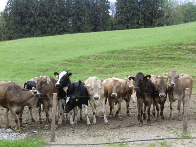 Schumpen