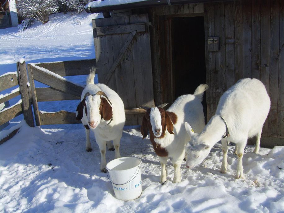 Tiere am Hof