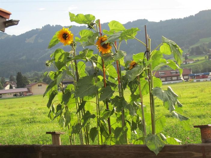 Blumen Herbst
