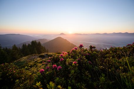 Die Alpenrosenblüte am Rangiswanger Horn in den Allgäuer Hörnerdörfern ist immer ein besonderes Erlebnis