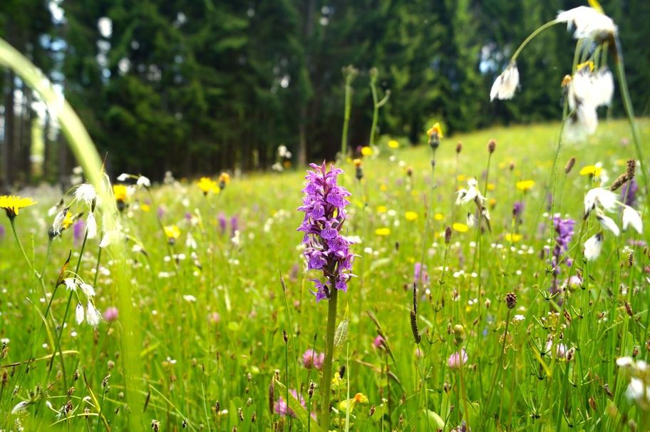 Märchenwiesen (Geschütze Blumen - bitte nicht pflücken)