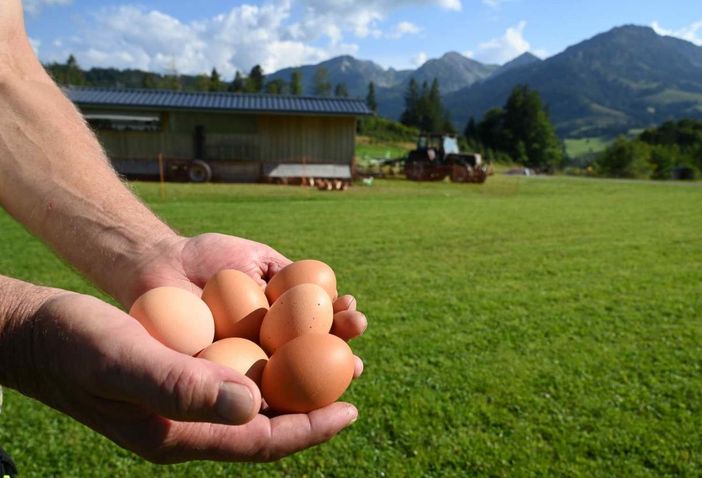 täglich frische Eier