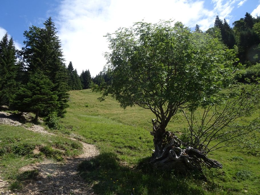 Vom Alpsee übers Immenstädter Horn – Die ganze Vielfalt des Naturparks