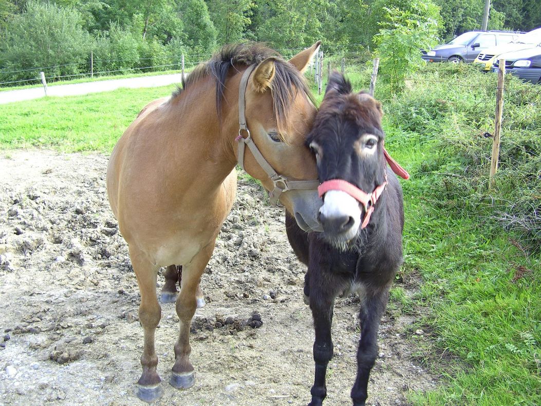 Susi und Fritz, das Pony