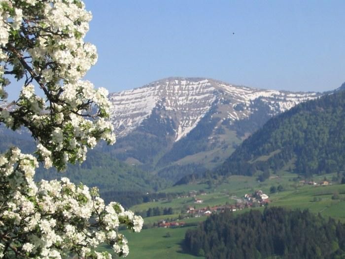 Frühlingsgefühle aus unserem Garten zum Hochtgrat