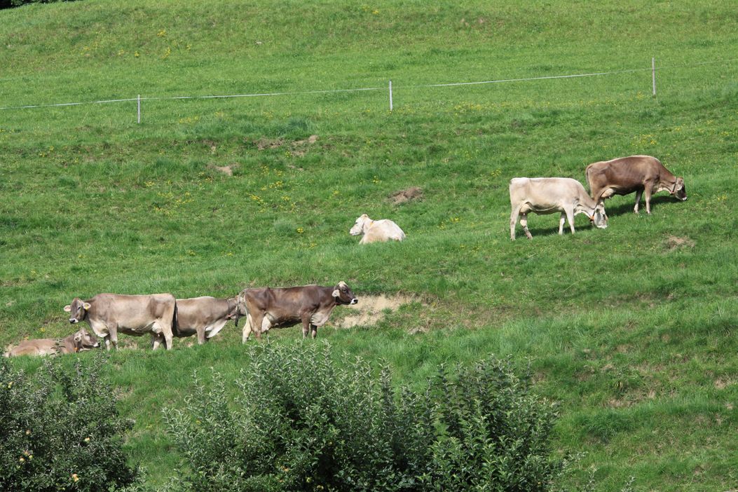 Kühe auf der Weide