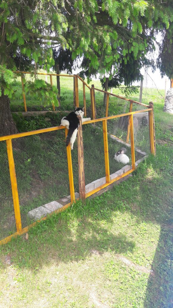 Unser Kater Peterle passt gerne auf unsere Zwergkaninchen auf