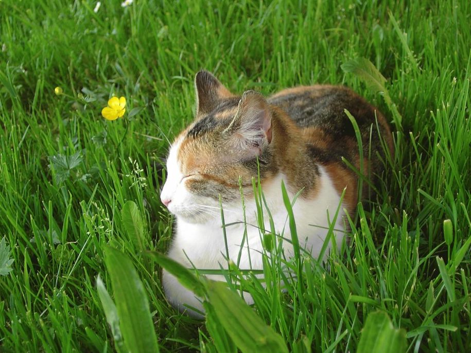 Unsere Katze beim Mittagsschlaf im Gras