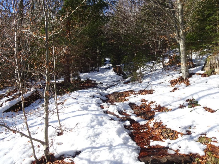 Anstieg durch den Wald - Naturpark Nagelfluhkette