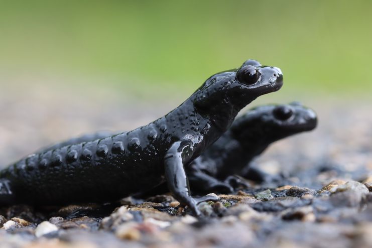 Der Alpensalamander