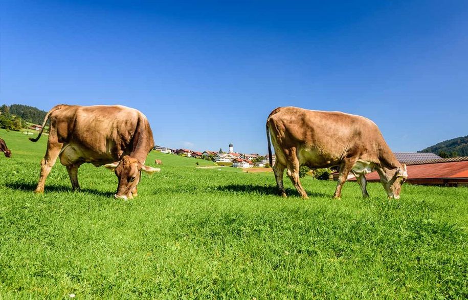 Beobachten Sie die Kühe auf der Wiese