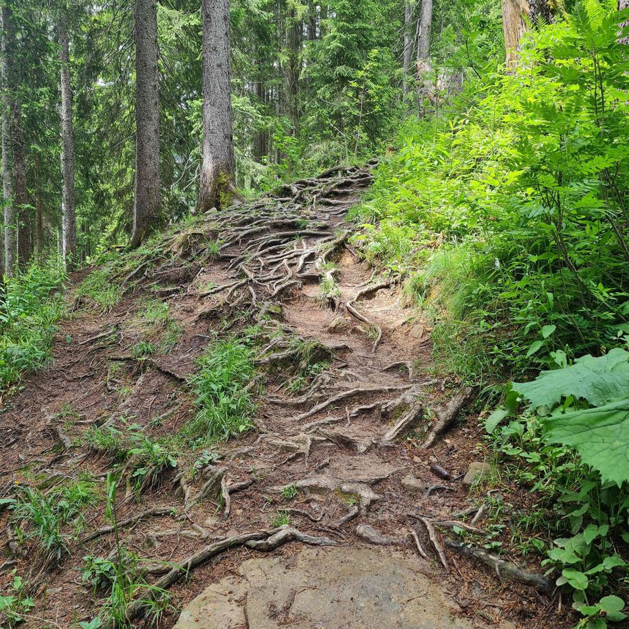 Wurzelweg an der Hörnerbahn
