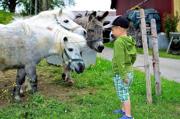 Ponys und Esel