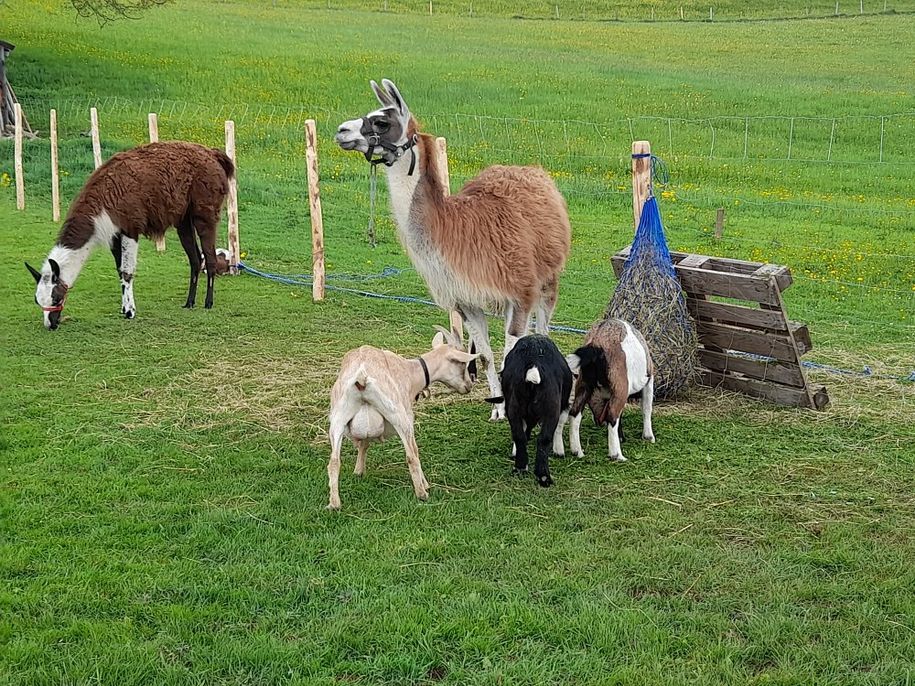 Das Team vom Kinderzoo