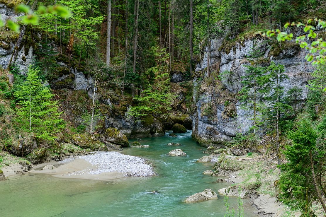 Zukunftswald Haldertobel