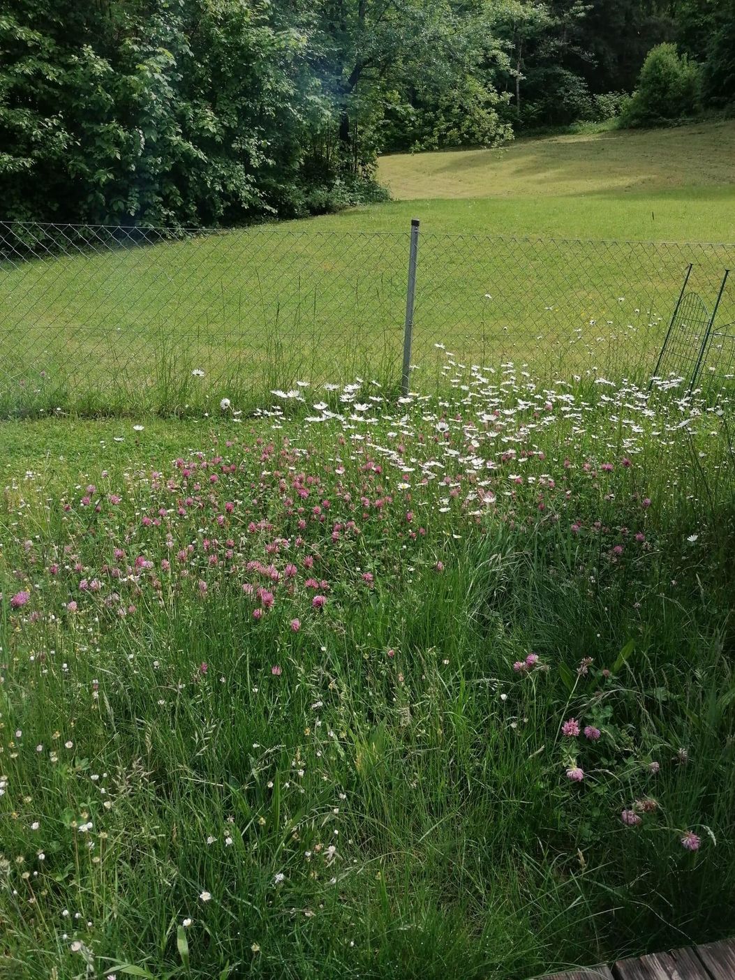 Ausblick Terrasse Wald Wiese 1