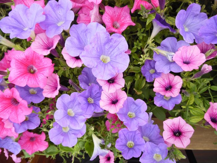 Blumen