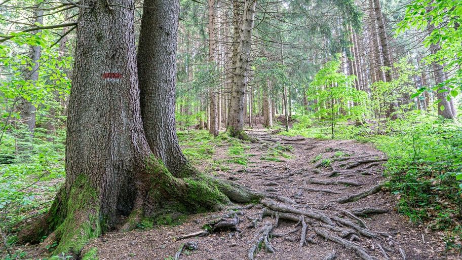 Wanderweg durch den Wald zur Gundhütte