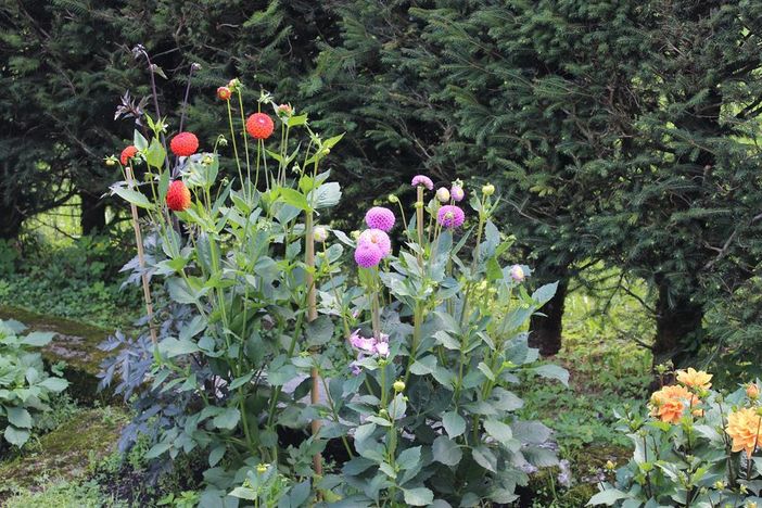 Blumen