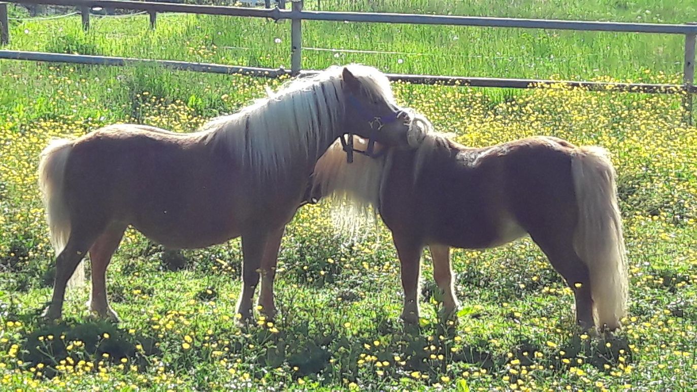Prinz Poldi und Sofie