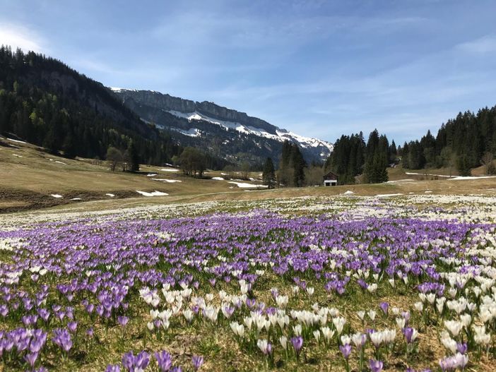 Krokus Wiese