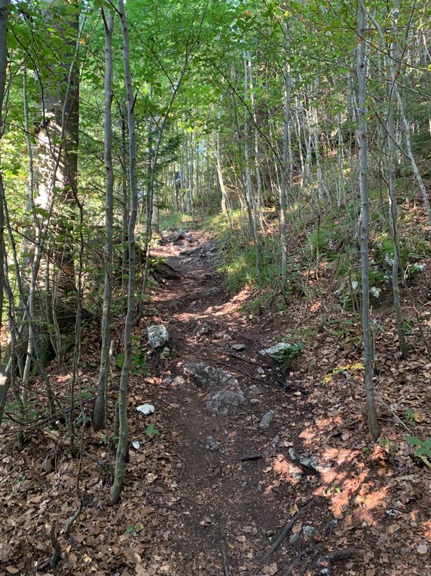Waldweg bergab vom Falkenstein