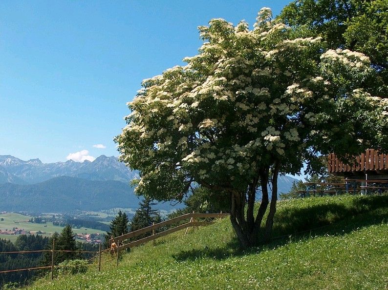 bergblickpanorama