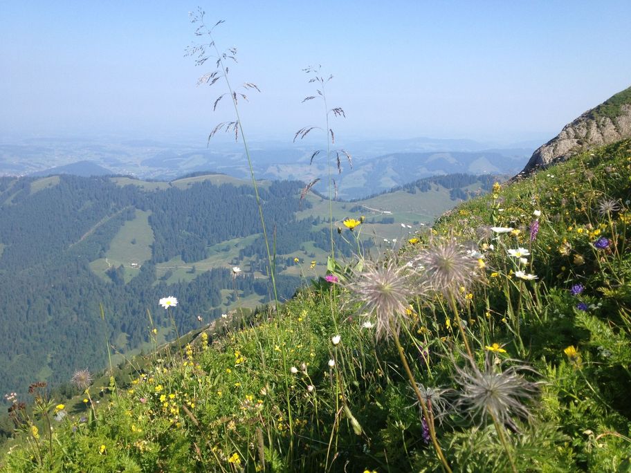 Bergwiesenblumen am Wegesrand