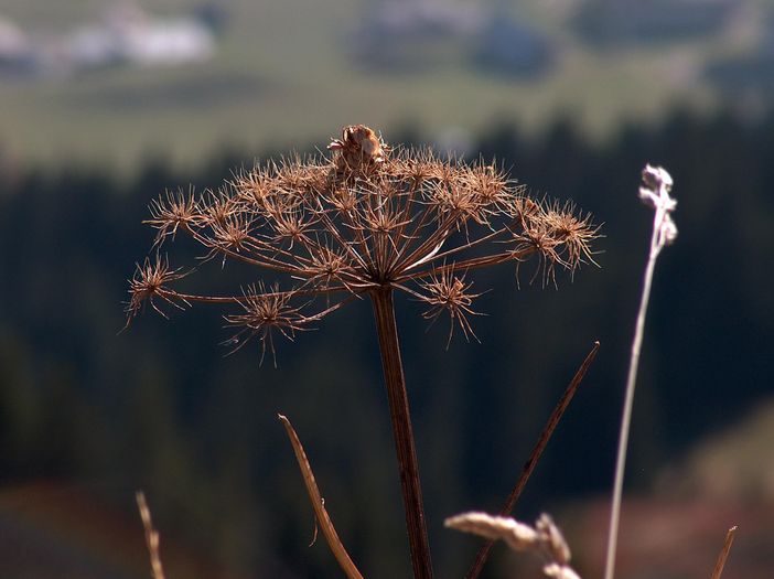 Herbstblüten