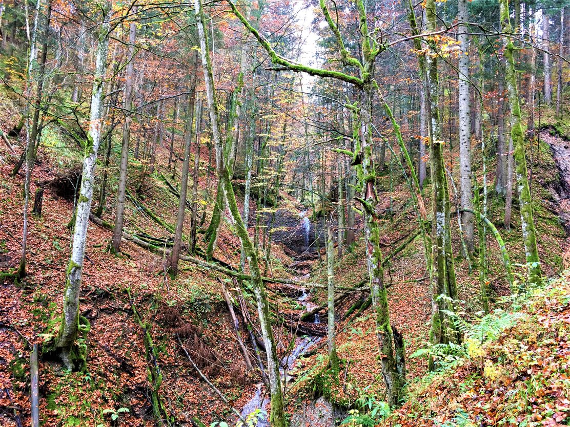 Die Goldach_Von Mündung bis Quelle ©Tobias Boneberger