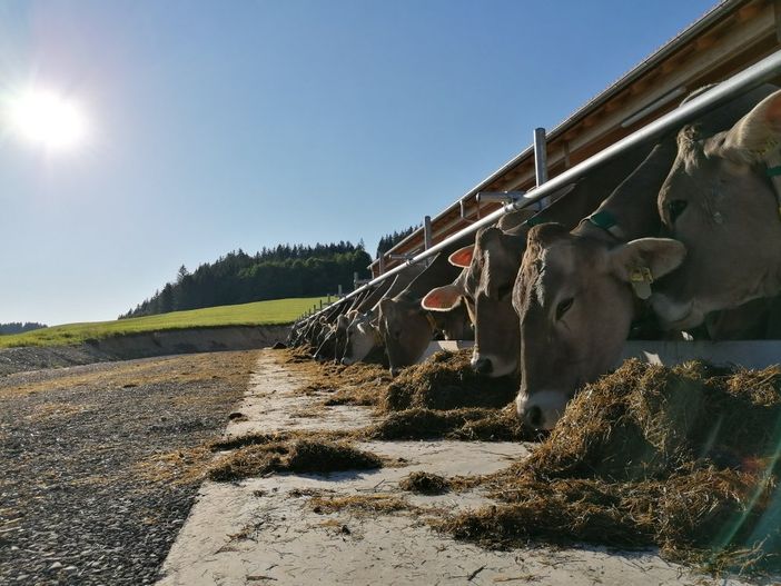 Kühe beim Fressen