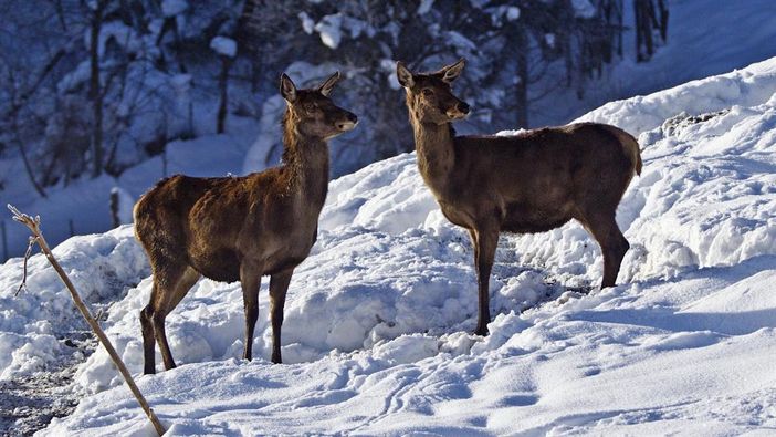 Rotwild im Winter