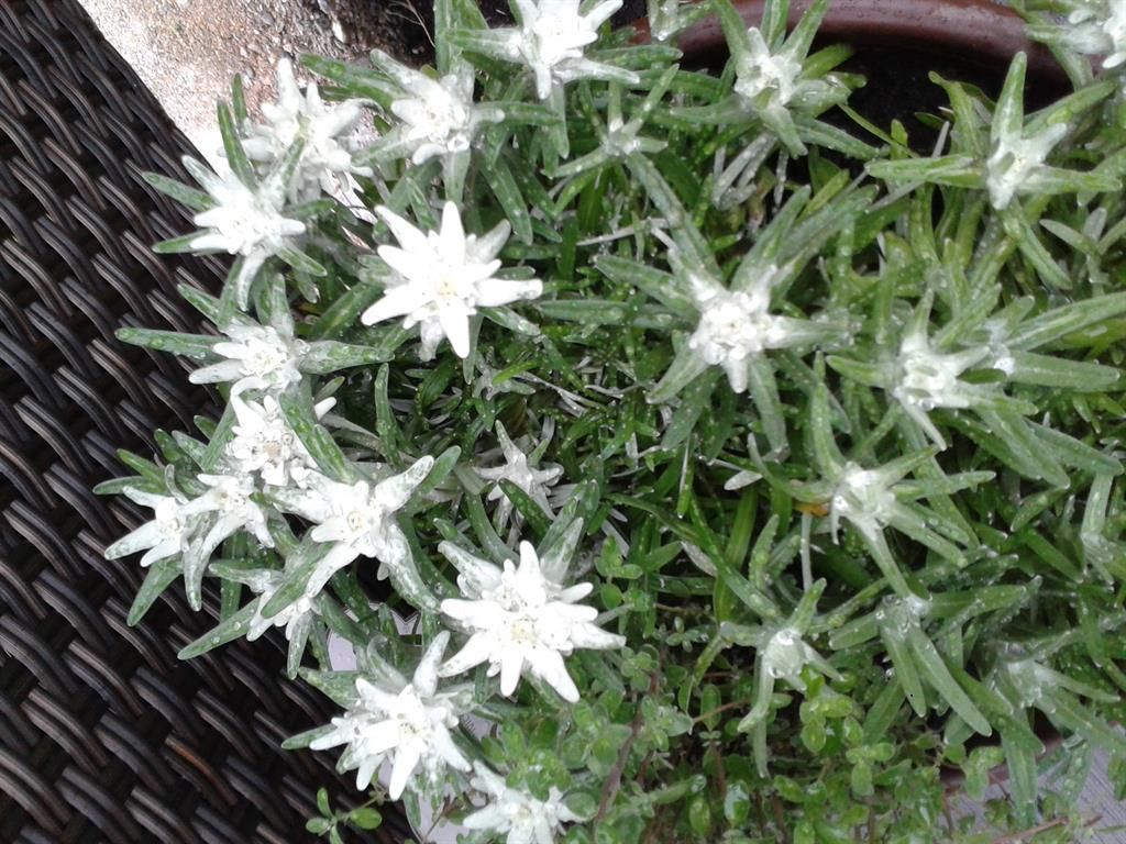 Das Gartenedelweiss