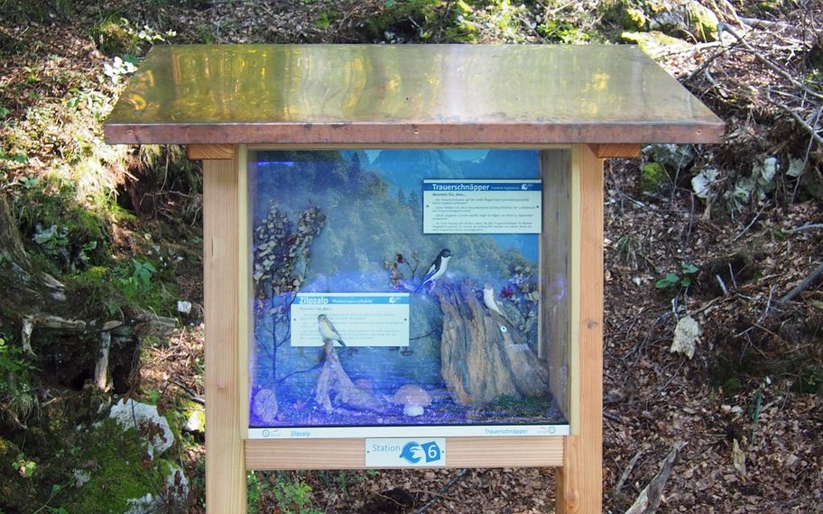 Zilpzalp und Trauerschnäpper