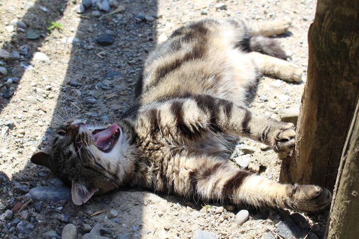 Katze mit Micki nach dem Mittagschlaf