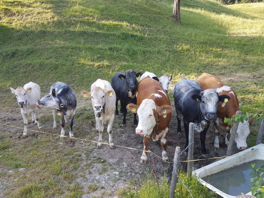 Unsere Rinder (Färsen)