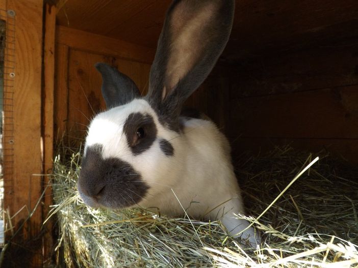 Kanninchen
